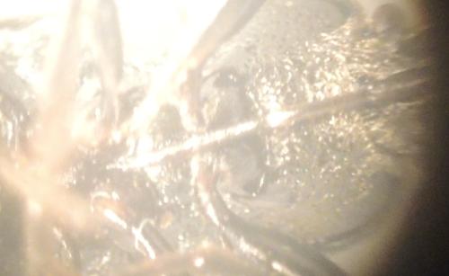 Megalonotus dilatatus